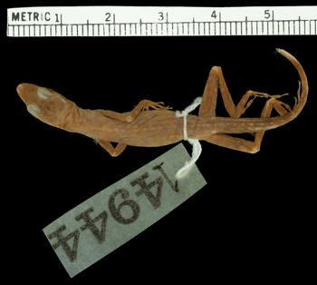 Media type: image;   Herpetology R-14944
